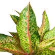 Aglaonema 'Tango Pink' (XL)