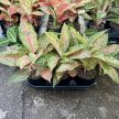Aglaonema 'Tango Pink' (XL)