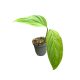 Monstera xantospatha (Inplanted) mini