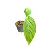 Monstera xantospatha (Inplanted) mini