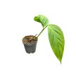 Monstera xantospatha (Inplanted) mini