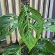 Monstera xantospatha (Inplanted) mini