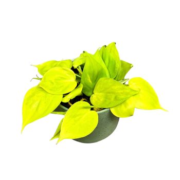 Philodendron scandens ‘Lemon Lime’