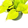 Philodendron scandens ‘Lemon Lime’