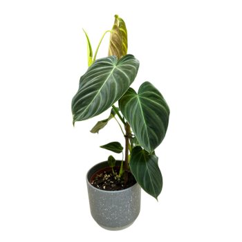 Philodendron 'Splendid'