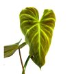 Philodendron 'Splendid'
