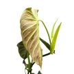 Philodendron 'Splendid'