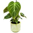 Philodendron 'Splendid'