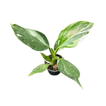 Philodendron 'White Wizard' (mini)