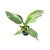 Philodendron 'White Wizard' (mini)