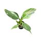 Philodendron 'White Wizard' (mini)