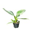 Philodendron 'White Wizard' (mini)