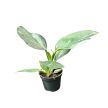 Philodendron 'White Wizard' (mini)