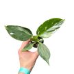 Philodendron 'White Wizard' (mini)