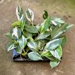 Philodendron 'White Wizard' (mini)