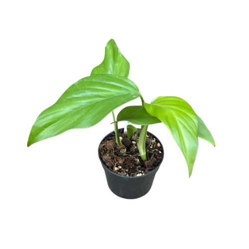 Rhaphidophora pertusa (Inplanted)