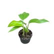 Rhaphidophora pertusa (Inplanted)