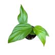Rhaphidophora pertusa (Inplanted)