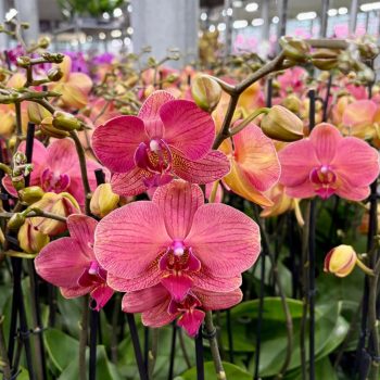 Phalaenopsis 'Socca'
