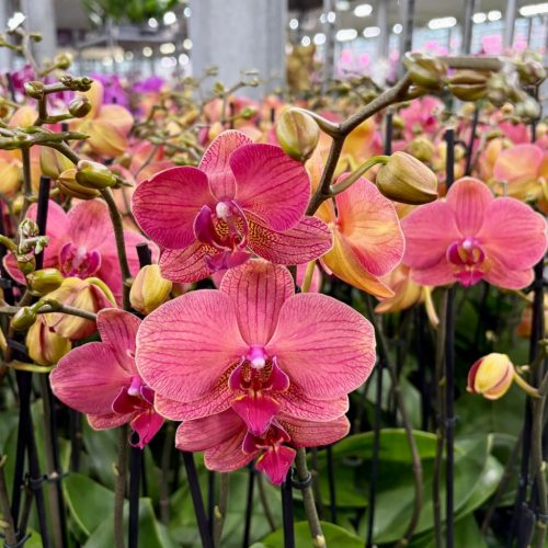 Phalaenopsis 'Socca'