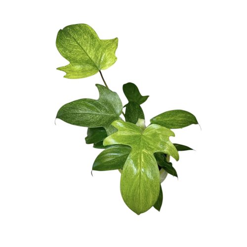 Philodendron 'Florida Ghost' A1 (Inplanted)