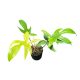 Philodendron 'Florida Ghost' (Inplanted)