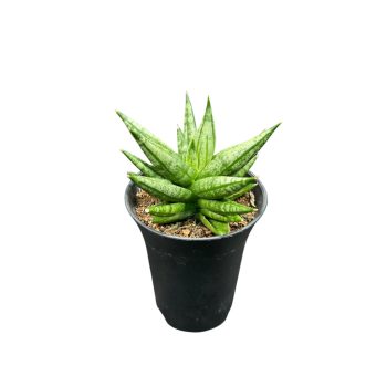 Sansevieria 'Inti Mini No. 3.'