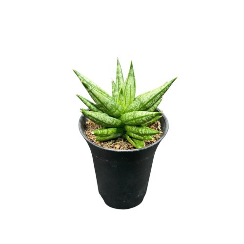 Sansevieria 'Inti Mini No. 3.'