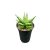 Sansevieria 'Inti Mini No. 3.'