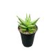 Sansevieria 'Inti Mini No. 3.'