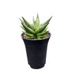 Sansevieria 'Inti Mini No. 3.'