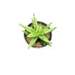 Sansevieria 'Inti Mini No. 3.'
