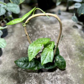 Passiflora coriacea (Grower's Select)