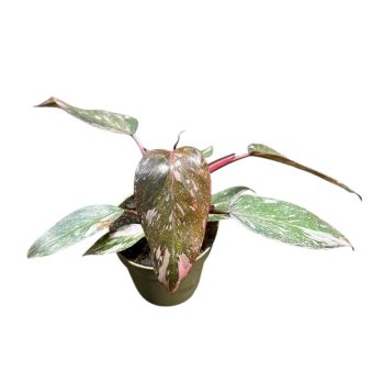 Philodendron erubescens 'Pink Princess Marble'