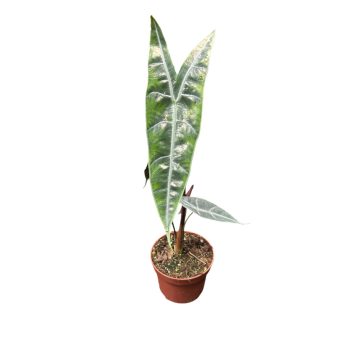 Alocasia longiloba 'Silver'