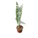 Alocasia longiloba 'Silver'