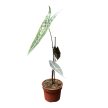 Alocasia longiloba 'Silver'