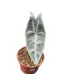Alocasia longiloba 'Silver'