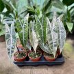 Alocasia longiloba 'Silver'