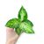 Dieffenbachia maculata 'Amy'