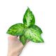 Dieffenbachia maculata 'Amy'