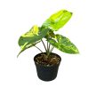 Syngonium podophyllum 'Aurea'' (Inplanted)