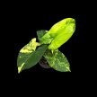 Syngonium podophyllum 'Aurea'' (Inplanted)