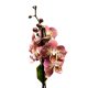 Phalaenopsis 'Dragon Heart'