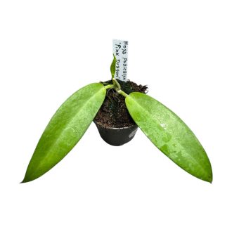 Hoya pubicalyx 'Pink Dragon' (Inplanted)