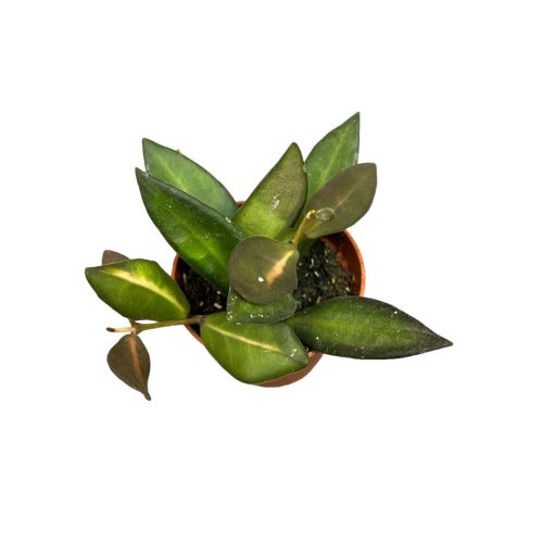 Hoya aff. burtoniae (Hoya DS-70, mini)