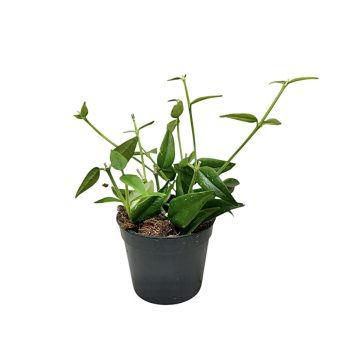 Hoya bella (Inplanted)