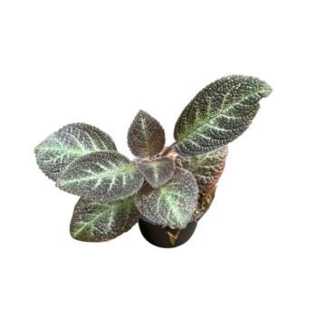 Episcia 'Pink Panther' mini (Inplanted)