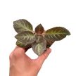 Episcia 'Pink Panther' mini (Inplanted)