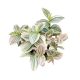 Tradescantia albiflora 'Unicorn' 